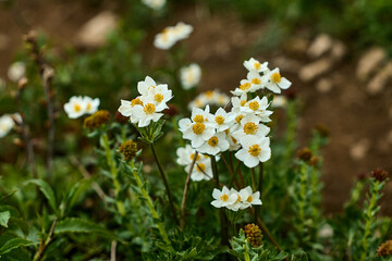 A cluster of delicate white flowers with yellow centers, likely anemone or potentilla. Growing...