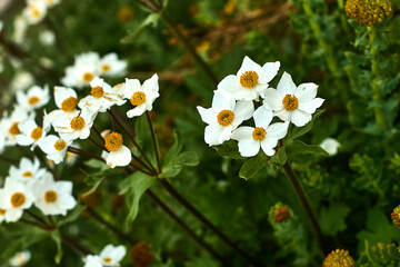 A cluster of delicate white flowers with yellow centers, likely anemone or potentilla. Growing...