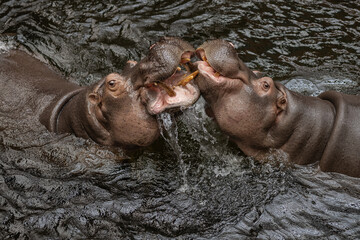 Two large hippopotamuses interacting playfully in water with open mouths and splashing effect in...