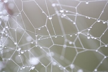 Cobweb with dew drops along the strands. Taken near Salisbury, England.