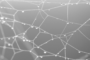 Cobweb with dew drops along the strands. Taken near Salisbury, England.