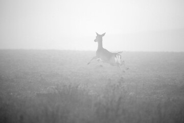 Roe Deer (Capreolus capreolus) running through the fog. Taken near Salisbury, England.