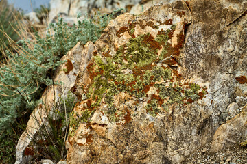 Stone Canvas: Lichens on Chimgan Rocks