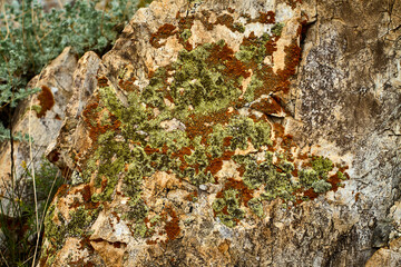 Stone Canvas: Lichens on Chimgan Rocks