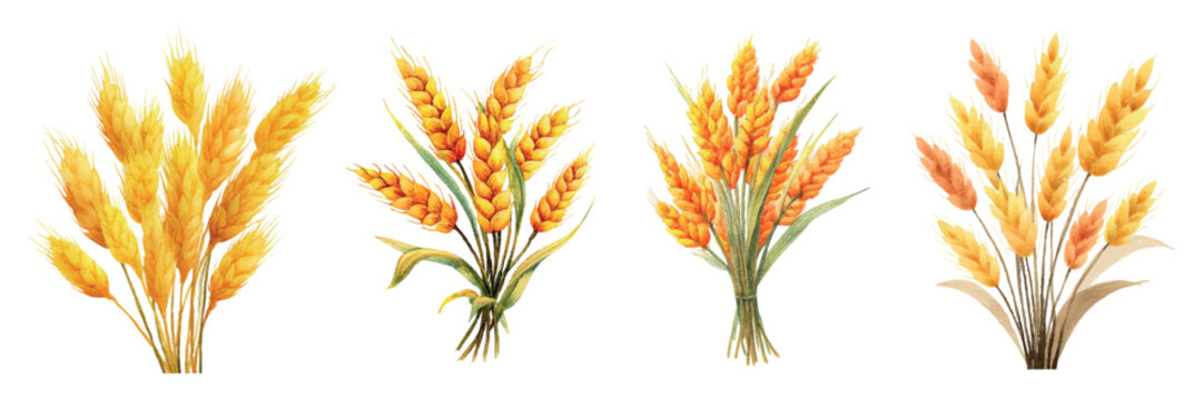 Watercolor set of golden wheat ears png. Bouquet of golden wheat ears and leaves on a transparent background. Harvest, agriculture concept. Cereal crops. Vector illustration.