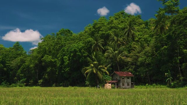 Small Hut and Palm Trees Amidst Lush Green Rice Field in rural village in Bilar, Bohol, Philippines