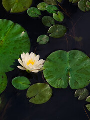 white water lily