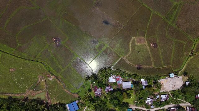 Top-Down bird's eye View of Rice Fields and Rural Settlement in Bilar, Bohol, Philippines