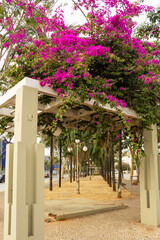 Estrutura de pergolado com flores de bougainville no centro de Goiânia.