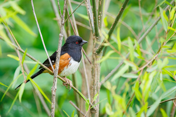 Eastern Towhee male bird perched in a tree at Roswell Boardwalk Park in Georgia.