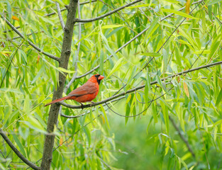 Male Cardinal Bird at the boardwalk in Roswell Georgia.