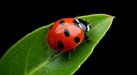 Crimson Jewel on Emerald.