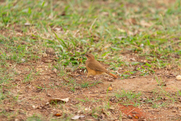 Um pássaro caminhando por cima da grama em um parque. O joão-de-barro (Furnarius rufus)
