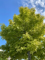 Fototapeta premium green trees against blue sky