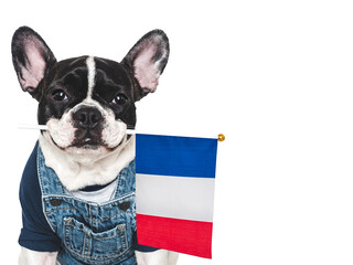 Charming puppy and French Flag. Travel preparation and planning. Close-up, indoors. Studio shot, isolated background. Vacation, travel and tourism concept. Pet care