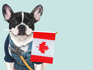 Cute puppy, Canadian Flag, work overalls and pliers. Closeup, indoors. Studio shot. Congratulations for family, relatives, loved ones, friends and colleagues. Pets care concept