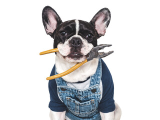 Cute puppy, work overalls and pliers. Close-up, indoors. Studio shot. Congratulations for family,...