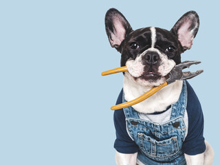 Cute puppy, work overalls and pliers. Close-up, indoors. Studio shot. Congratulations for family, relatives, loved ones, friends and colleagues. Pets care concept