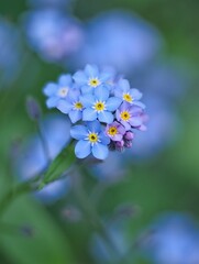 Close-up of delicate light blue forget-me-not flowers blooming in a garden setting, soft focus...