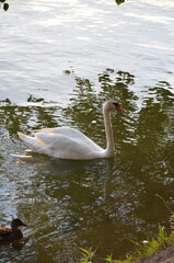 swan on the lake