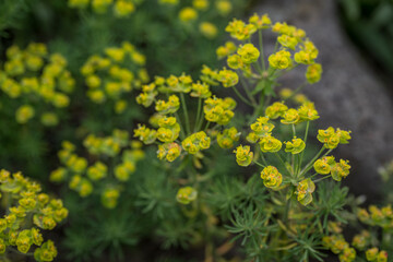 Close-up of flowers on a cypress spurge plant (Euphorbia cyparissias) outdoors in nature.