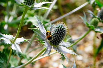 Close up of a bee on a thistle flower