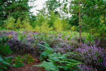 Heather growing wild in woodland