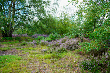 Heather growing wild in woodland