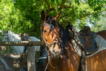 Horses harnessed for a ride on a sunny summer day.