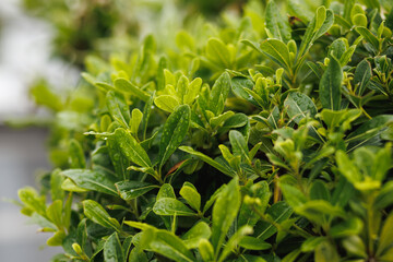 Green leaves of Japanese spindle (Euonymus japonicus), close-up