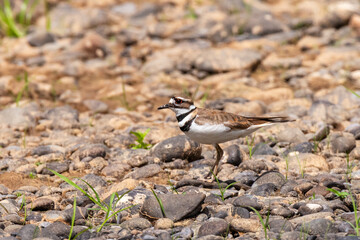 Killdeer on river rocks facing left