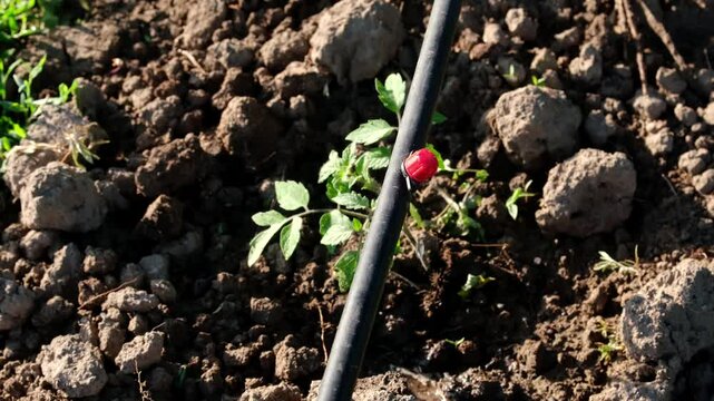 Drip irrigation system in a vegetable garden. An emitter releases water drop by drop from a pipe against the background of young tomato seedlings.