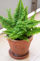 Lush green Boston fern (Nephrolepis exaltata) growing in a terracotta pot on a balcony with tiled floor. Decorative houseplant adding natural beauty to an urban living space.