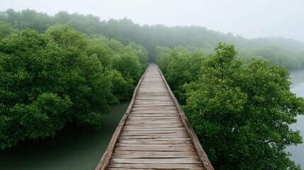 Serene wooden pathway through lush green mangrove forest on a misty day