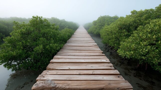 Peaceful wooden path over mangrove swamp amidst misty morning
