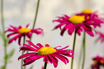 pyrethrum pink. blurred background with highlights and bokeh. close-up. colorful photo with natural...