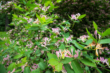 honeysuckle . blurred background with highlights and bokeh. close-up. colorful photo with natural...