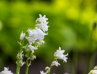 Geocintoides spanish . blurred background with highlights and bokeh. close-up. colorful photo with natural lighting.
