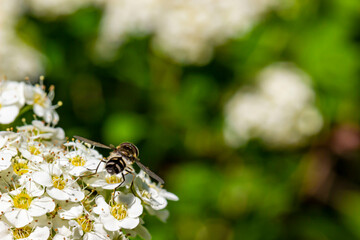 spiraea pollinated by a sun fly. close-up. colorful aerial photography. a fly on white flowers....