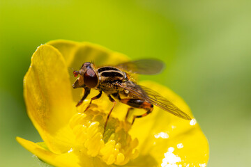 a yellow buttercup flower pollinated by a sun fly. close-up. colorful aerial photography. a fly on...