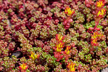 Sedum rubrum. blurred background with highlights and bokeh. close-up. colorful photo with natural...