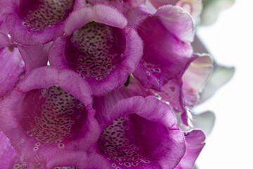 Digitalis purpurea . beautiful pink flowers. blurred background with highlights and bokeh....