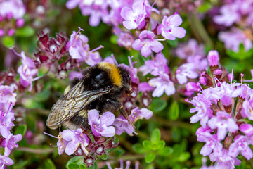pink and white thyme flowers. blurred background with highlights and bokeh. close-up. colorful...