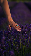 Hand Touching Lavender Blossoms: Serenity in a Purple Field at Sunset