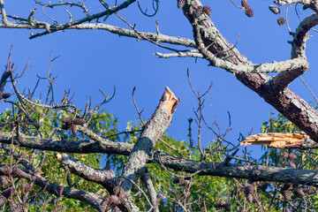 Broken pine branch after being struck by lightning during a thunderstorm