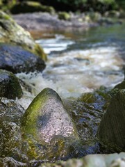 A stream in the middle of a forest in Ireland