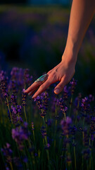 Hand Touching Lavender Blossoms: Serenity in a Purple Field at Sunset