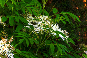 Black elderberry (Sambucus nigra) blooms in nature in spring