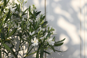 Blooming white oleander flowers and green leaves in the warm summer sun. Soft shadows, dappled...