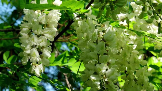 White acacia flowers on a tree. Bees collect nectar. Medicinal flowers with a large amount of nectar, a valuable honey plant for bees.
